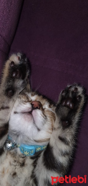 Soke, Kedi  Ballı fotoğrafı