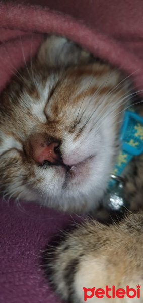 Soke, Kedi  Ballı fotoğrafı