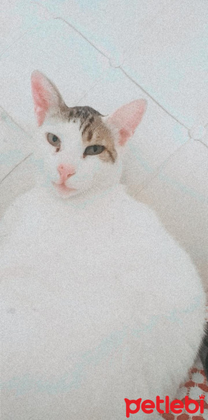 Tekir Kedi, Kedi  Osman fotoğrafı