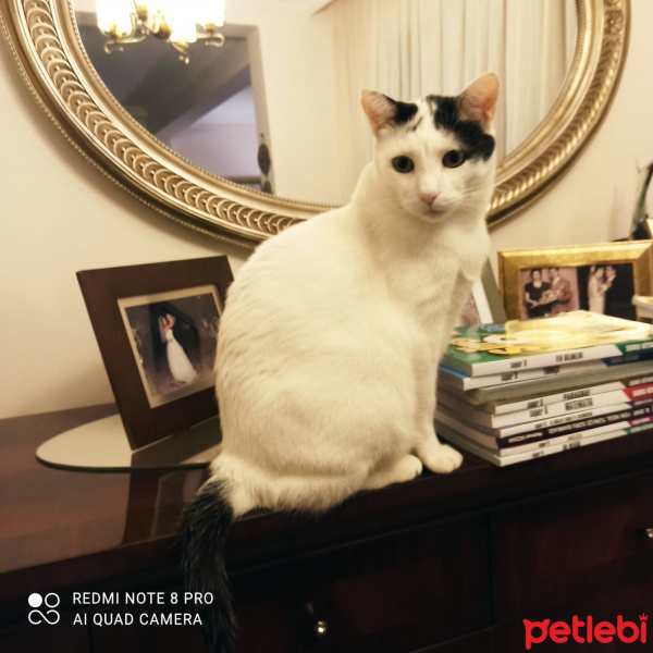 Tekir Kedi, Kedi  Mario fotoğrafı