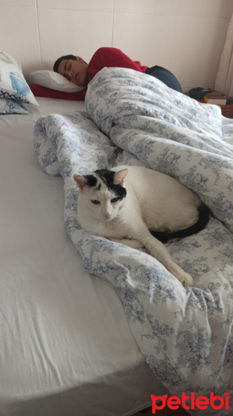 Tekir Kedi, Kedi  Mario fotoğrafı