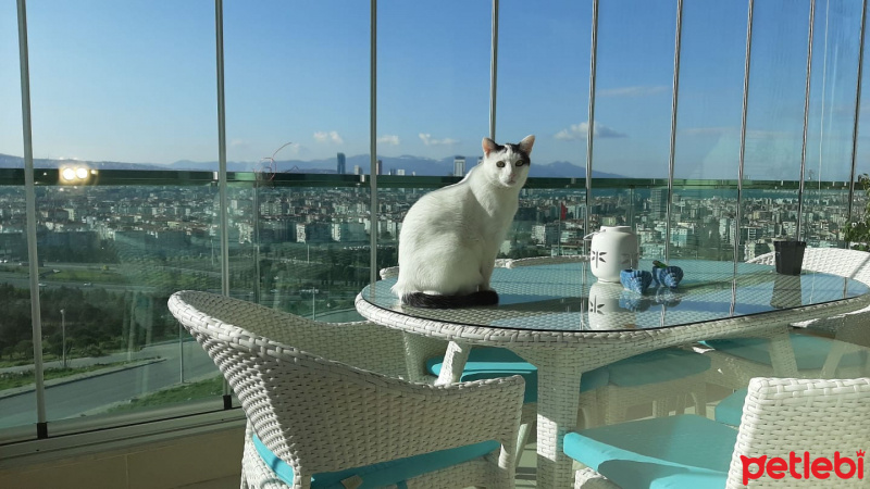 Tekir Kedi, Kedi  Mario fotoğrafı