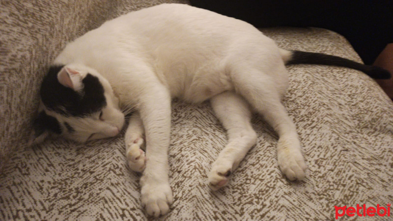 Tekir Kedi, Kedi  Mario fotoğrafı