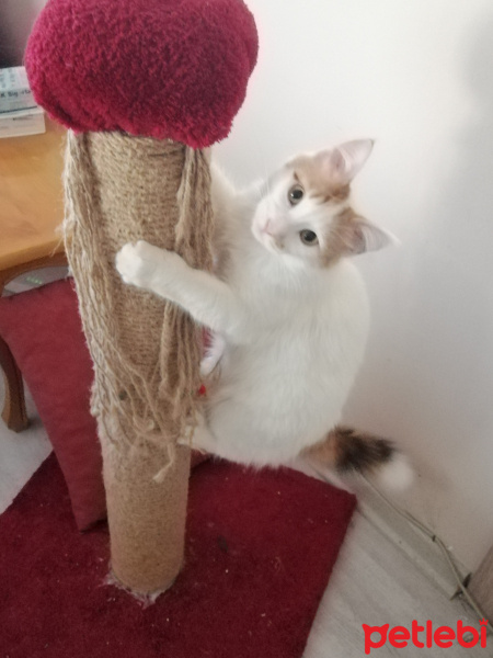 Sarman, Kedi  Lokum fotoğrafı