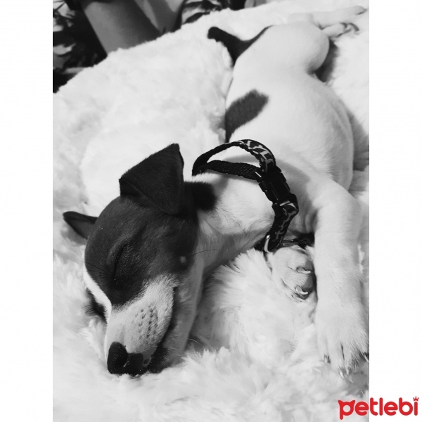 Jack Russell Terrier, Köpek  Marylee fotoğrafı