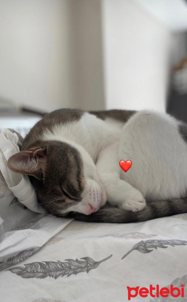 Tekir Kedi, Kedi  leon fotoğrafı