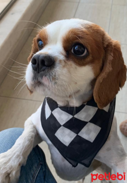Tekir Kedi, Kedi  leon fotoğrafı