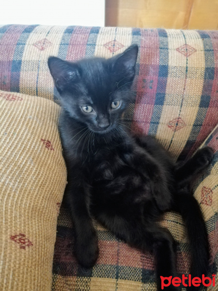 Tekir Kedi, Kedi  Kömür fotoğrafı