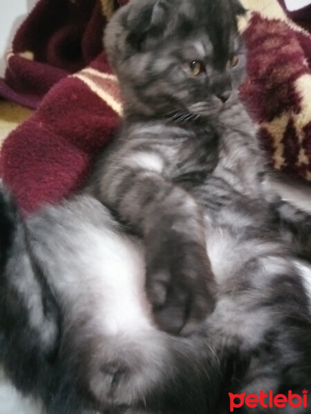 Scottish Fold, Kedi  Duman fotoğrafı