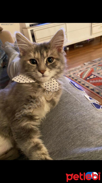 Tekir Kedi, Kedi  Boncuk fotoğrafı