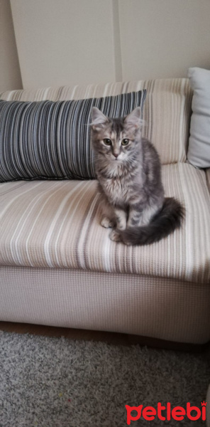 Tekir Kedi, Kedi  Boncuk fotoğrafı