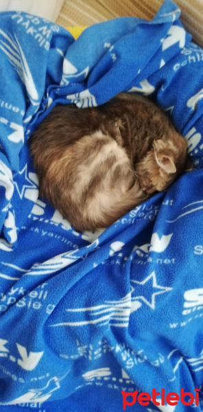 Tekir Kedi, Kedi  Boncuk fotoğrafı