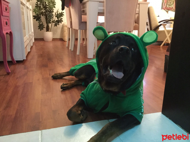 Rottweiler, Köpek  Marks fotoğrafı