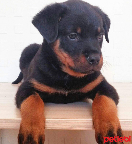 Rottweiler, Köpek  Marks fotoğrafı