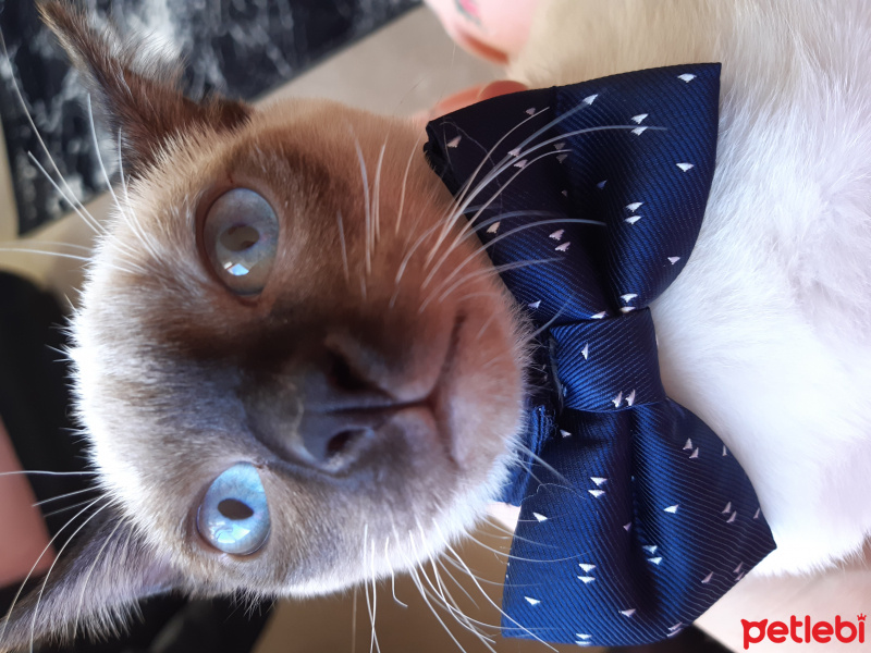 Siyam Kedisi, Kedi  Masum leo fotoğrafı