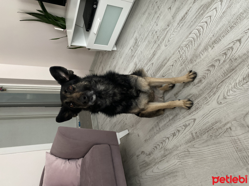 Alman Çoban Köpeği, Köpek  Ghost fotoğrafı