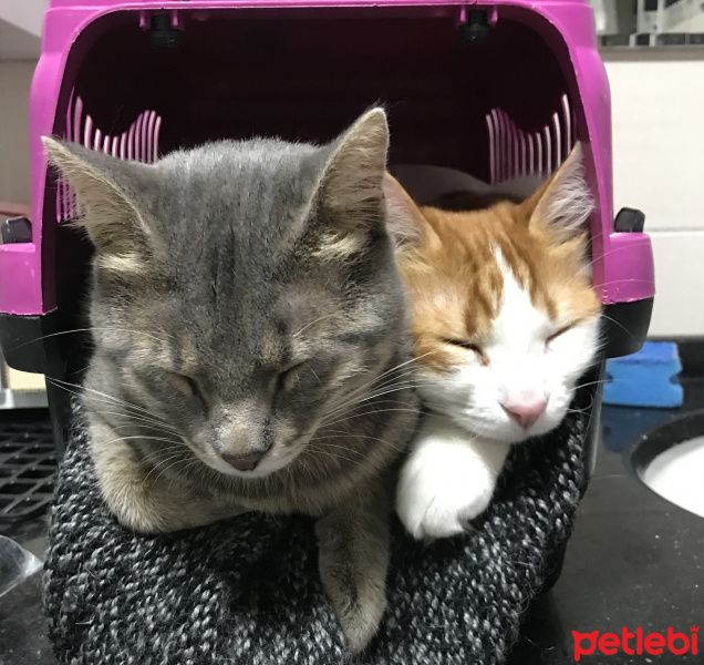 Sarman, Kedi  Forrest fotoğrafı