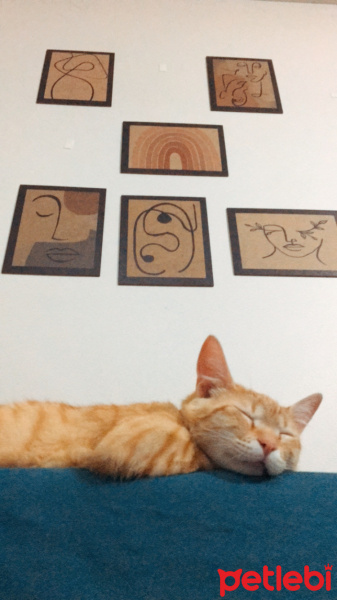 Sarman, Kedi  Barney fotoğrafı