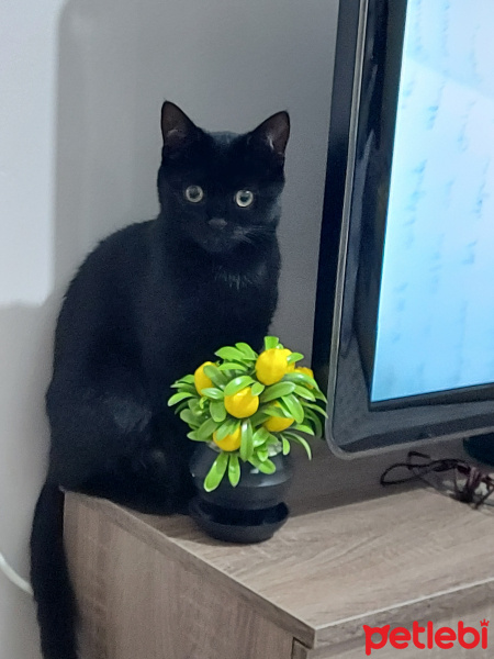 Tekir Kedi, Kedi  Parti fotoğrafı