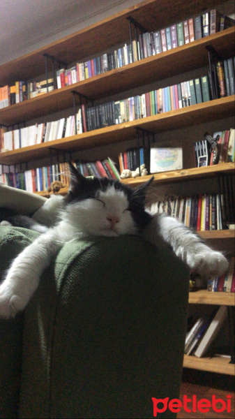 Tuxedo (Smokin) Kedi, Kedi  Yoda fotoğrafı