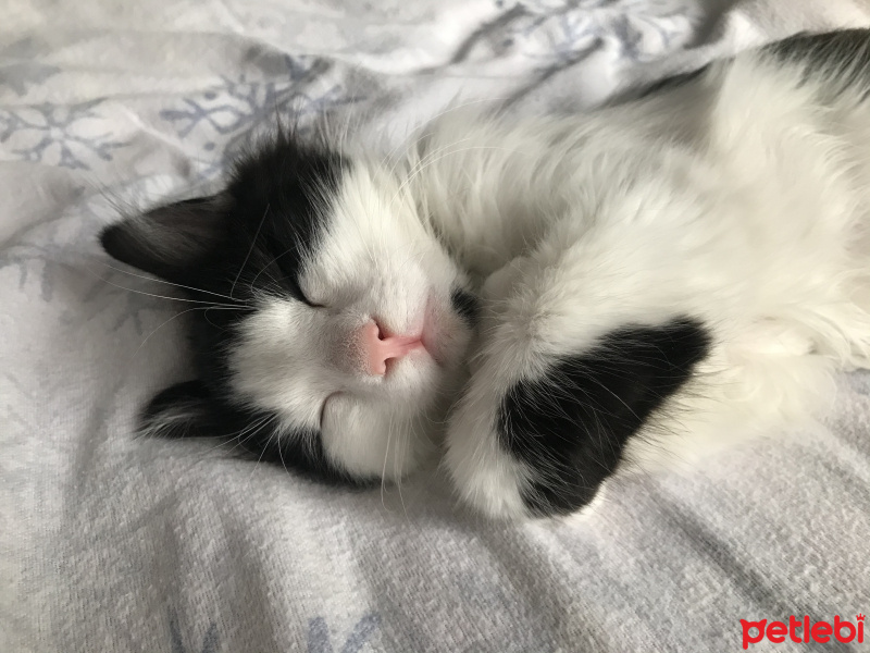 Tuxedo (Smokin) Kedi, Kedi  Yoda fotoğrafı