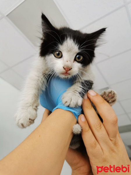 Tuxedo (Smokin) Kedi, Kedi  Yoda fotoğrafı