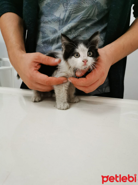 Tuxedo (Smokin) Kedi, Kedi  Yoda fotoğrafı