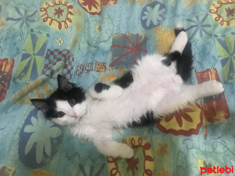 Tuxedo (Smokin) Kedi, Kedi  Yoda fotoğrafı