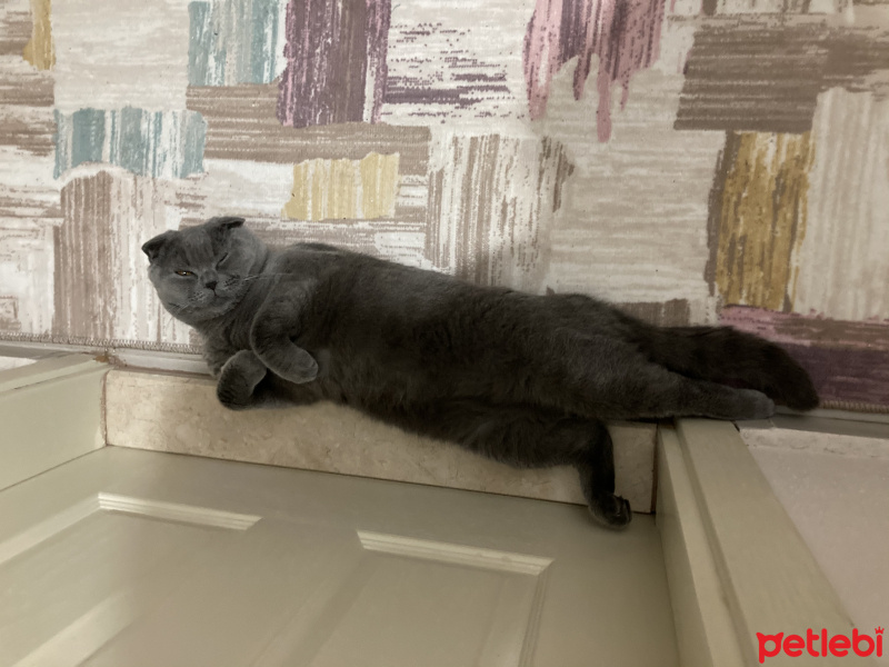 Scottish Fold, Kedi  Moggy fotoğrafı