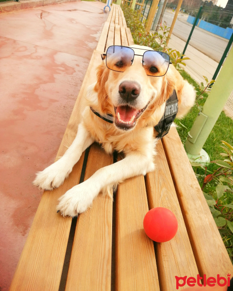 Golden Retriever, Köpek  Eva fotoğrafı