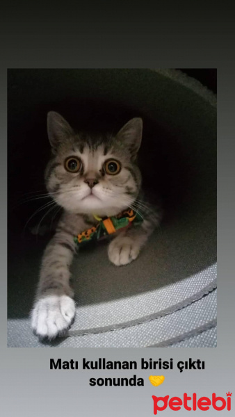 Scottish Fold, Kedi  Namik fotoğrafı