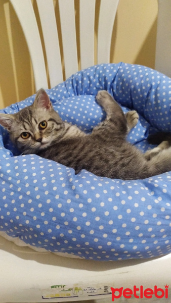 Scottish Fold, Kedi  Namik fotoğrafı