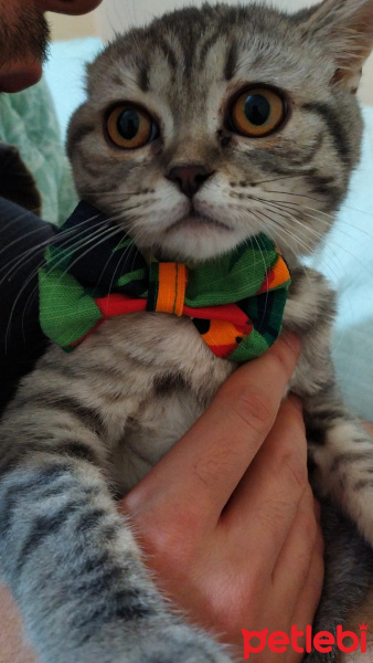 Scottish Fold, Kedi  Namik fotoğrafı