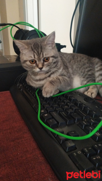 Scottish Fold, Kedi  Namik fotoğrafı