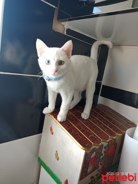Van Kedisi, Kedi  Boncuk fotoğrafı