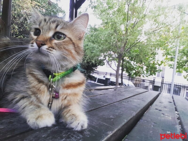 Sibirya Kedisi, Kedi  Maya fotoğrafı