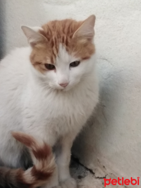 Sarman, Kedi  Şeker fotoğrafı