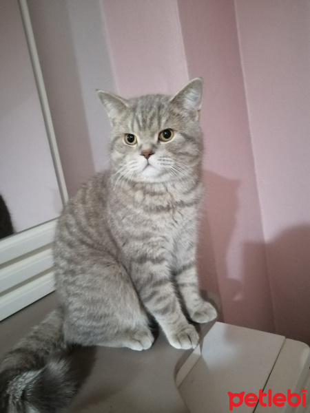 British Shorthair, Kedi  Bulut fotoğrafı