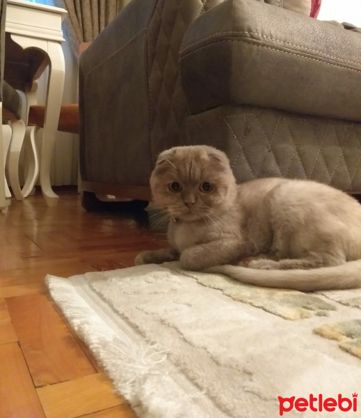 Scottish Fold, Kedi  latte fotoğrafı