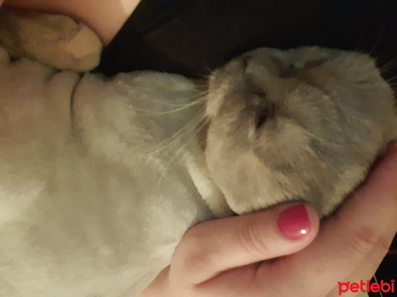 Scottish Fold, Kedi  latte fotoğrafı