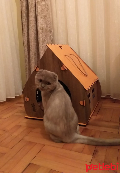 Scottish Fold, Kedi  latte fotoğrafı