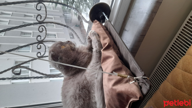 Scottish Fold, Kedi  latte fotoğrafı