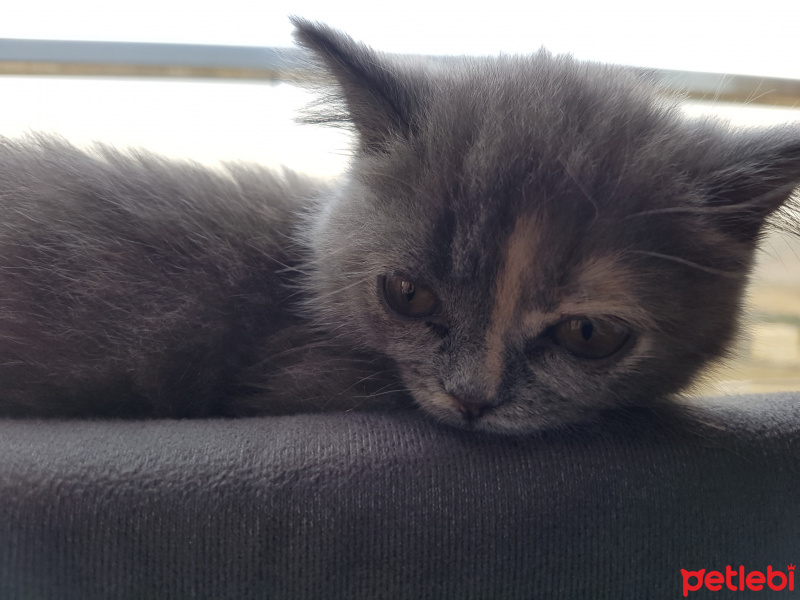 British Shorthair, Kedi  Kadife fotoğrafı