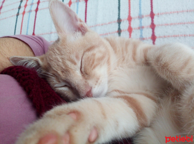 Sarman, Kedi  Ballı fotoğrafı