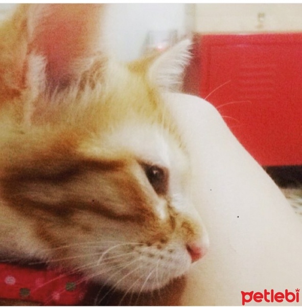 Brazilian Shorthair, Kedi  Paris fotoğrafı