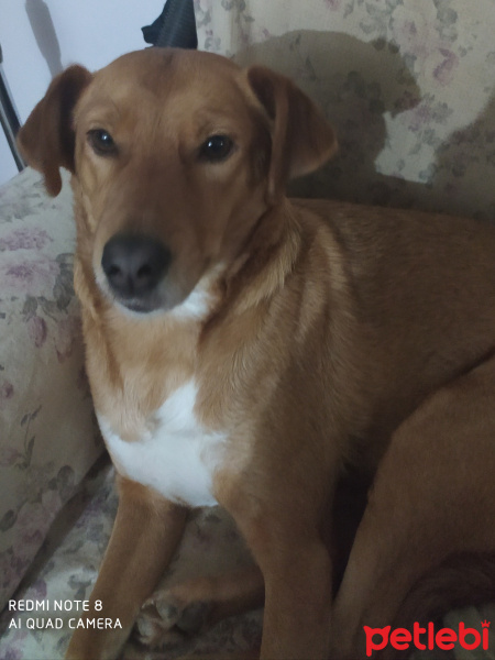 Sokö (Sokak Köpeği), Köpek  Pelin su fotoğrafı