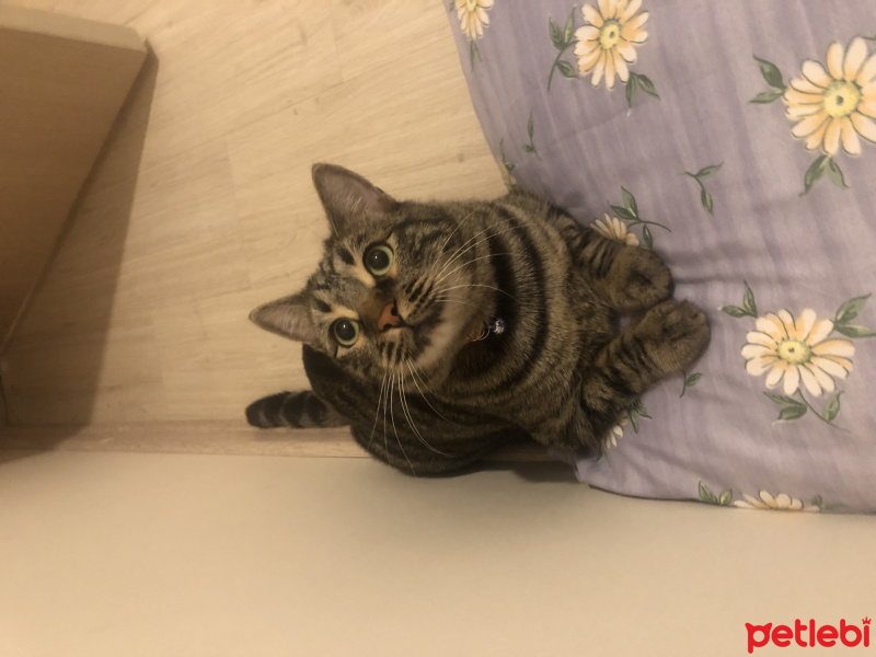 Tekir Kedi, Kedi  Cedric fotoğrafı