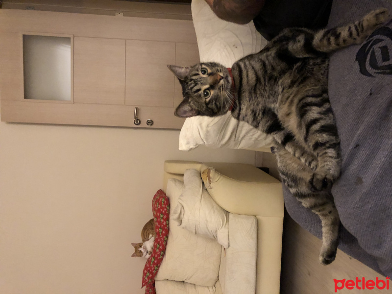 Tekir Kedi, Kedi  Cedric fotoğrafı