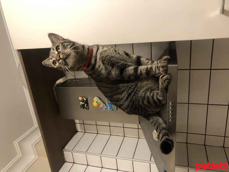 Tekir Kedi, Kedi  Cedric fotoğrafı