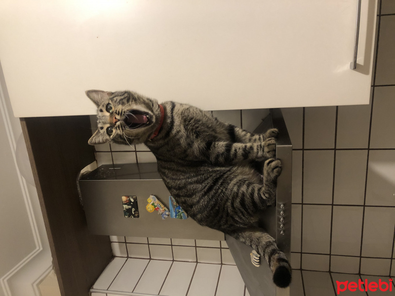 Tekir Kedi, Kedi  Cedric fotoğrafı